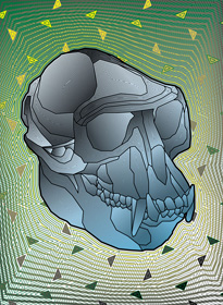 hanuman langur skull